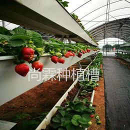 温室高架草莓槽 尚霖番茄无土栽培系统 立体种植架缩略图