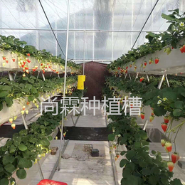 草莓立体种植槽 尚霖品牌草莓高架无土栽培草莓槽