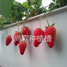 尚霖草莓基质槽 大棚PVC草莓种植槽 番茄基质槽