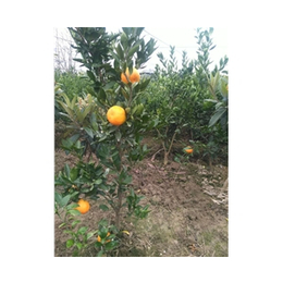 柑橘苗-苏州橘苗-吴中区东山繁茂苗木场