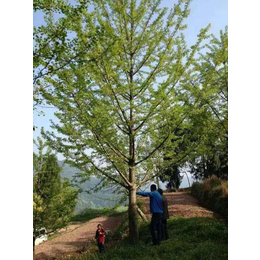 12公分实生银杏树价格-邳州雨羲苗木基地-北京银杏树价格