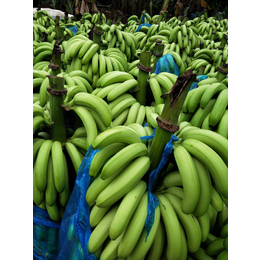 南沙港进口厄瓜多尔香蕉清关代理方案