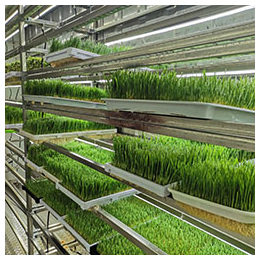 可移动式水培青绿草料种植设备--金欣农业