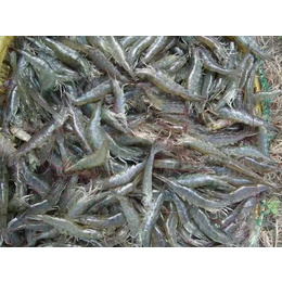 进口古巴南对虾的检验检疫要求