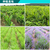 山茶籽油 植物提取物  植物精油 香料油缩略图4
