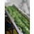 蔬菜烘干机A大型蔬菜干燥设备厂缩略图4