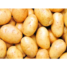 土豆出口报关商检土豆出口东南亚的注意事项