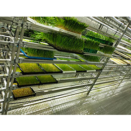 新型立体水培牧草系统--金欣农业