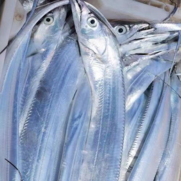 澳大利亚带鱼进口清关详细文件和代理流程