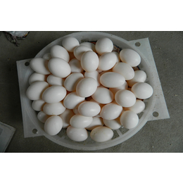 江苏鸽子蛋-中鹏农牧种鸽养殖基地-鸽子蛋营养