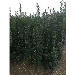 1米半北海道黄杨销售基地-东平1米半北海道黄杨-泰安泰景苗木