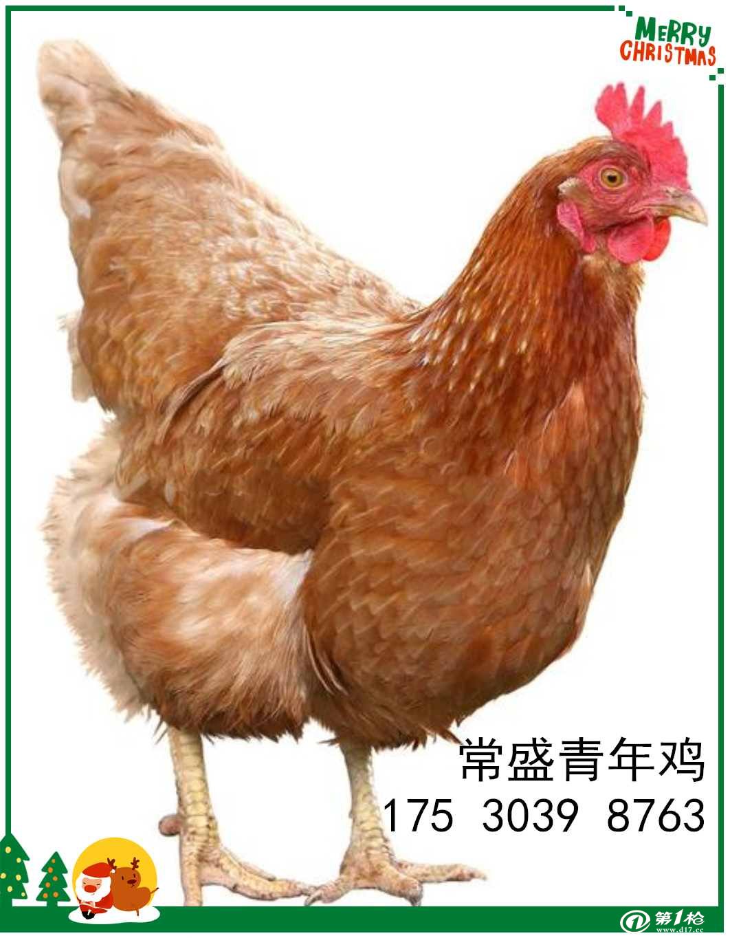 河南厂家供应2020年两个月海兰褐蛋鸡苗