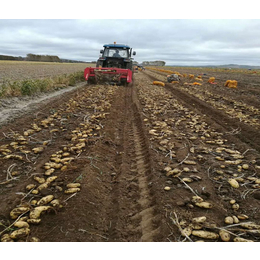 大棚马铃薯种基地-大棚马铃薯种-雪原农业科技种子批发
