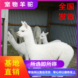 我想买萌宠小羊驼 羊驼多少钱一只