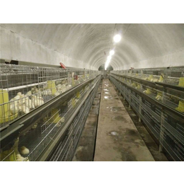 青年鸡养殖场-永泰种禽公司-伊莎粉青年鸡养殖场