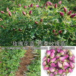 大量收购玫瑰种苗价格 亳州四季食用玫瑰苗批发厂家