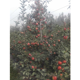 泰安泰丰源农场-北京红富士苹果苗-红富士苹果苗价格