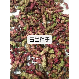 神农架林区玉兰种子-芳东绿化种苗-玉兰种子批发