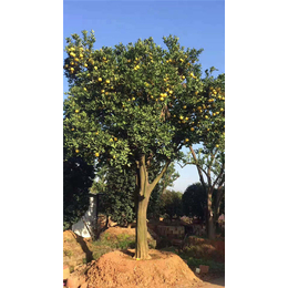 东阳胡柚树-四季果园*育种基地-胡柚树种植