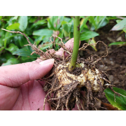 黄精籽育苗基地现挖现发-成活率高-亩产4吨以上