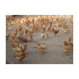 罗曼褐蛋鸡养殖场-永泰种禽(在线咨询)-潍坊罗曼褐蛋鸡