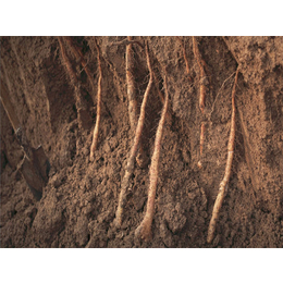 松土精-板结土壤怎么改良-松土精怎么用