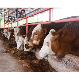 种牛繁育-畜源牧业发展有限公司-西门塔尔种牛繁育