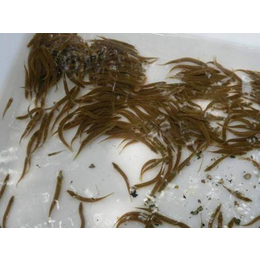 濮阳有良水产养殖(图)-哪里有台湾泥鳅苗出售-泥鳅苗