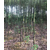 香樟苗木种植基地-九江智悠园林(在线咨询)-郴州香樟缩略图1