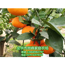 什么品种的柑橘苗好-岗峰农场(在线咨询)-柑橘苗