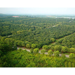 山西苗木-雅仕阁园林景观工程-果树苗木种植基地