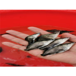 活泼水产欢迎咨询-中山鳜鱼苗养殖-鳜鱼苗养殖销售
