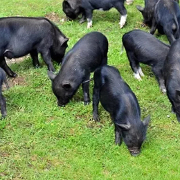 藏香猪销售-德州藏香猪-兴利动物租赁(查看)