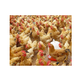 海兰褐蛋鸡养殖场-永泰种禽(在线咨询)-十堰海兰褐蛋鸡