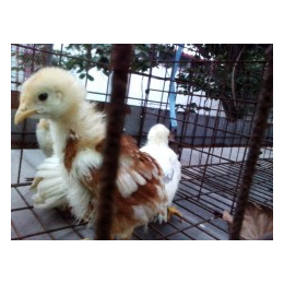 罗曼灰蛋鸡-永泰种禽公司-罗曼灰蛋鸡价格