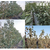 矮化樱桃苗-泰安传利家庭农场(图)-矮化樱桃苗品种缩略图1