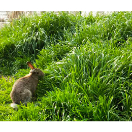 监利宏盛养兔厂(图)-杂交野兔养殖加盟-江西杂交野兔