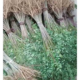 辉达苗木成活率高-固土护坡紫穗槐树苗价钱