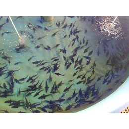 海南生态养鱼技术-智慧农研