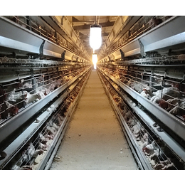 蛋鸡养殖合作-京山德风牧业科技-本地蛋鸡养殖合作