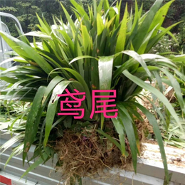 鸢尾种植基地-襄阳李莉麦冬草货源充足(在线咨询)-辽宁鸢尾