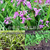 紫花三叉*苗种植技术 *种苗种植前景 百度爱采购缩略图2