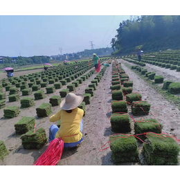 草皮厂家-郴州天行绿茵草皮基地-公园绿化草皮厂家