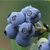 进口蓝莓浓缩清汁 蓝莓浓缩汁 浓缩蓝莓汁 蓝莓原浆 供应缩略图2