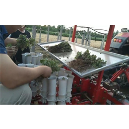 西兰花种植机厂家直营-山东青州军岩移栽机-衡水西兰花种植机