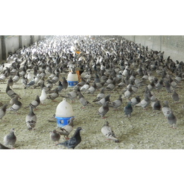 肉食鸽养殖厂家-肉食鸽-山东中鹏农牧有限公司
