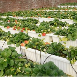 山东甜查理草莓立体种植架平方价格  春旭草莓种植槽私人定制