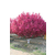 辰枫园林 20公分绚丽海棠价格 精品树形 产地缩略图1