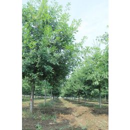 湖北娜塔栎-邳州栎树园农业发展-娜塔栎胸径5公分价格