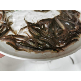 活泼水产实在(图)-泥鳅苗供应出售-泰州泥鳅苗供应